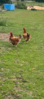 2 Grote Leghennen + Haan, Dieren en Toebehoren, Pluimvee, Vrouwelijk, Kip