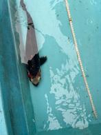 Koikarper goshiki japanse koi vis vissen karper vijver, Dieren en Toebehoren, Karper of Koi