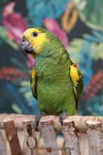 Jonge Baby Blauw voorhoofd Amazones | Handtam | Nieuwsgierig, Dieren en Toebehoren, Meerdere dieren, Papegaai, Pratend