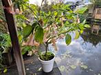Brugmansia roze, Tuin en Terras, Ophalen of Verzenden, Overige soorten