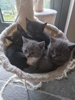 Britse korthaar kittens, Dieren en Toebehoren, Katten en Kittens | Raskatten | Korthaar