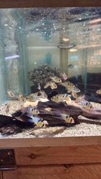 Microgeophagus ramirezi - antennebaarsje, Dieren en Toebehoren, Vis