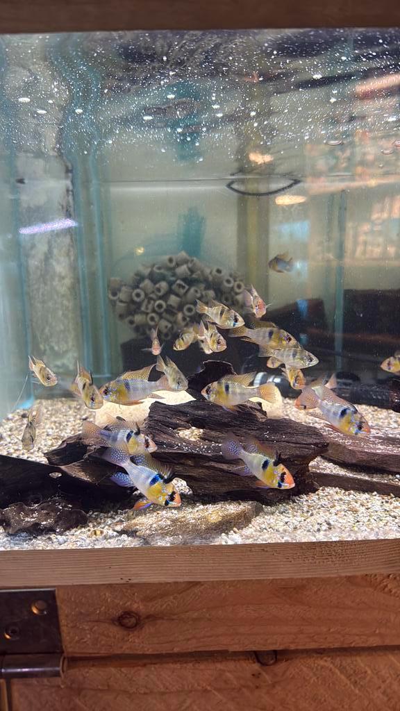 Microgeophagus ramirezi - antennebaarsje, Dieren en Toebehoren, Vissen | Aquariumvissen, Vis