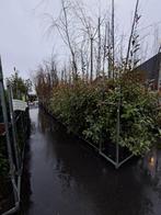 Grote bomen voor kleine prijsjes!, Tuin en Terras, Planten | Bomen, Ophalen, Zomer, Volle zon, Overige soorten