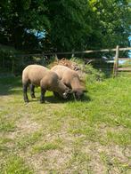 Suffolk schapen, Dieren en Toebehoren, Schapen, Geiten en Varkens, Mannelijk, Schaap