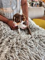 Chihuahua puppy's,raszuiver,langharig en kortharig, reutjes, België, Particulier, Rabiës (hondsdolheid), 15 weken tot 1 jaar