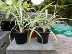 CHLOROPHYTUM PLANTEN, Ophalen, Zomer, Overige soorten, Volle zon