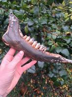 Megaloceros kaak fossiel tanden schedel noordzee, Verzamelen, Mineralen en Fossielen, Ophalen of Verzenden, Fossiel