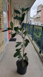 Ficus cyathistipula - Rubberboom 152cm potmaat 30cm, Huis en Inrichting, Kamerplanten, Ficus, 150 tot 200 cm, Halfschaduw, In pot