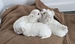 3 Malshi puppies ter adoptie beschikbaar:, Dieren en Toebehoren, Maltezer, Rabiës (hondsdolheid), 8 tot 15 weken, Meerdere