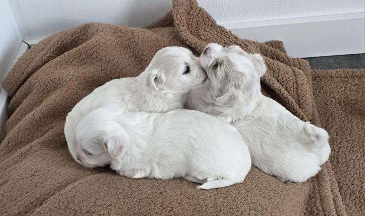 3 Malshi puppies ter adoptie beschikbaar:, Dieren en Toebehoren, Honden | Chihuahua's en Gezelschapshonden, Meerdere dieren, Maltezer
