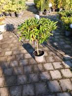 Rhododendron op stam - ca. 80 cm, Halfschaduw, Overige soorten, Lente, Minder dan 100 cm