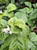 Zomer frambozen plantjes, Volle zon, Vaste plant, Ophalen of Verzenden, Zomer