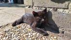Lieve boerderij kitten/poesje: in prijs verlaagd,nog 2 over!, Meerdere dieren