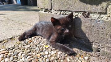 Lieve boerderij kitten/poesje: in prijs verlaagd,nog 2 over! beschikbaar voor biedingen