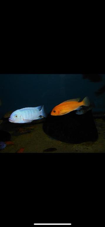 Metriaclima estherae OB minos reef beschikbaar voor biedingen