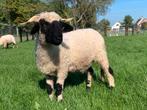 Walliser Schwarznase ooi, Dieren en Toebehoren, Schapen, Geiten en Varkens, Vrouwelijk, Schaap, 0 tot 2 jaar