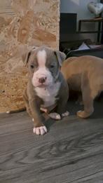 Amerikaanse Bulldog / Stafford Pups, 8 tot 15 weken, Bulldog, Meerdere, Meerdere dieren