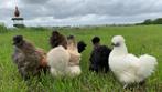 Jonge tamme zijdehoen kriel kippen, gesekst en ingeënt, Dieren en Toebehoren, Vrouwelijk, Kip