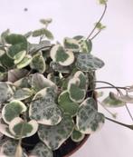 String of Hearts - Ceropegia Woodii variegata, Huis en Inrichting, Kamerplanten, Overige soorten, In pot, Minder dan 100 cm, Groene kamerplant