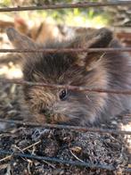 Konijntjes, Meerdere dieren