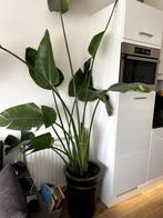 Grote Strelitzia plant met pot te Koop!, Huis en Inrichting, Ophalen, 200 cm of meer, Palm, Halfschaduw