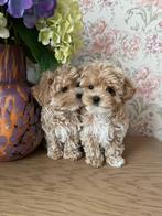 Exclusieve Maltipoo F1 reutje pup (Maltipoo/Asia Toy Poedel), Dieren en Toebehoren, Honden | Chihuahua's en Gezelschapshonden
