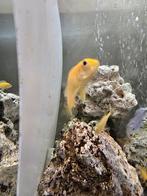 Malawi cichliden baby's, Dieren en Toebehoren, Vissen | Aquariumvissen, Vis