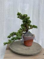 Bonsai Juniperus – voorgevormd semi-cascade, Ophalen, Overige soorten, Minder dan 100 cm