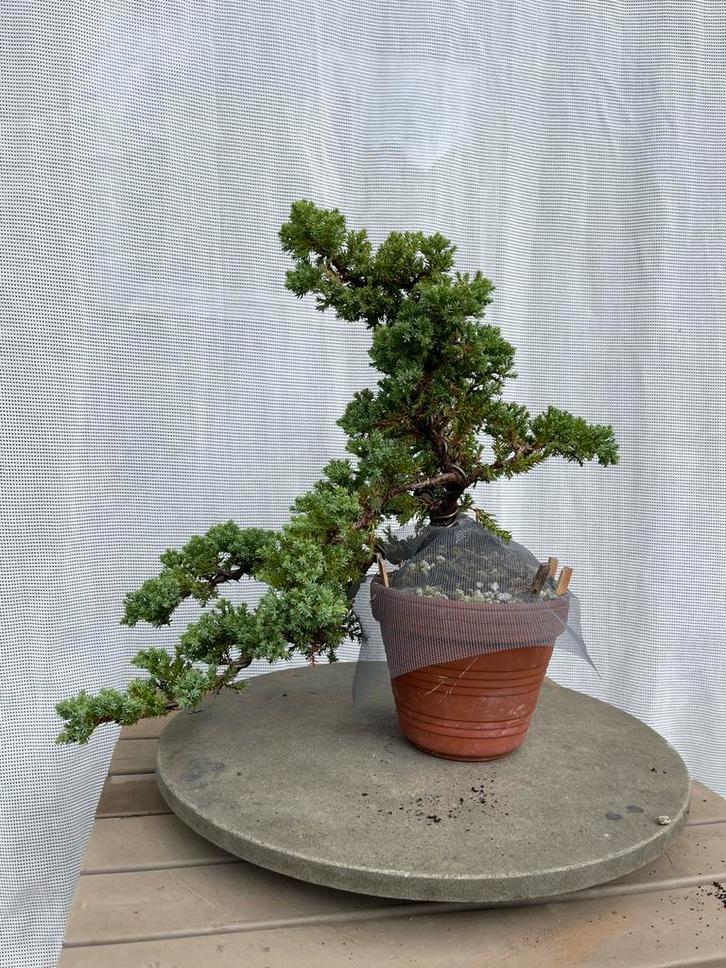 Bonsai Juniperus – voorgevormd semi-cascade, Tuin en Terras, Planten | Bomen, Overige soorten, Minder dan 100 cm, Halfschaduw
