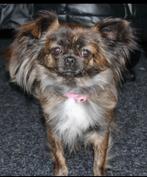 Op zoek naar puppy, Dieren en Toebehoren, Honden | Chihuahua's en Gezelschapshonden, Overige rassen, 8 tot 15 weken, Teef, Eén hond
