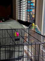 Parkieten stelletje incl toebehoren., Dieren en Toebehoren, Meerdere dieren, Parkiet