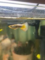 1 guppie vis, Dieren en Toebehoren, Vis