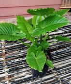 Grote tweeling Olifantsoor, Alocasia Macrorrhiza, 1meter!, Huis en Inrichting, Kamerplanten, Ophalen