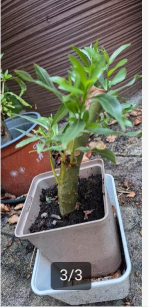 Kleinste knotwilg of bonsai boom, Tuin en Terras, Planten | Bomen, Overige soorten, Minder dan 100 cm, Volle zon, Lente, In pot