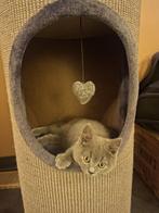 Mooie en lieve britse korthaar kittens, Dieren en Toebehoren, Poes, Kortharig, 0 tot 2 jaar