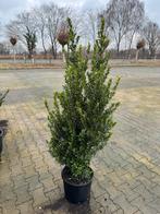 Ilex Maximowicziana Kanehirae, Ophalen, Overige soorten, Haag, 100 tot 250 cm