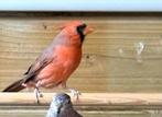 Rode Kardinaal man, Dieren en Toebehoren, Vogels | Overige Vogels, Mannelijk, Geringd