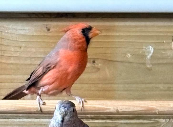 Rode Kardinaal man, Dieren en Toebehoren, Vogels | Overige Vogels, Mannelijk, Geringd