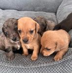 Mooie teckel kruising pups (doxiepoo), CDV (hondenziekte), 8 tot 15 weken, Korthaar, Dwerg