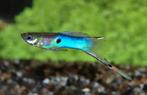 Hobbyaquarium Poec Wingei Japan Blue mix / endler, Vis, Zoetwatervis, Schoolvis