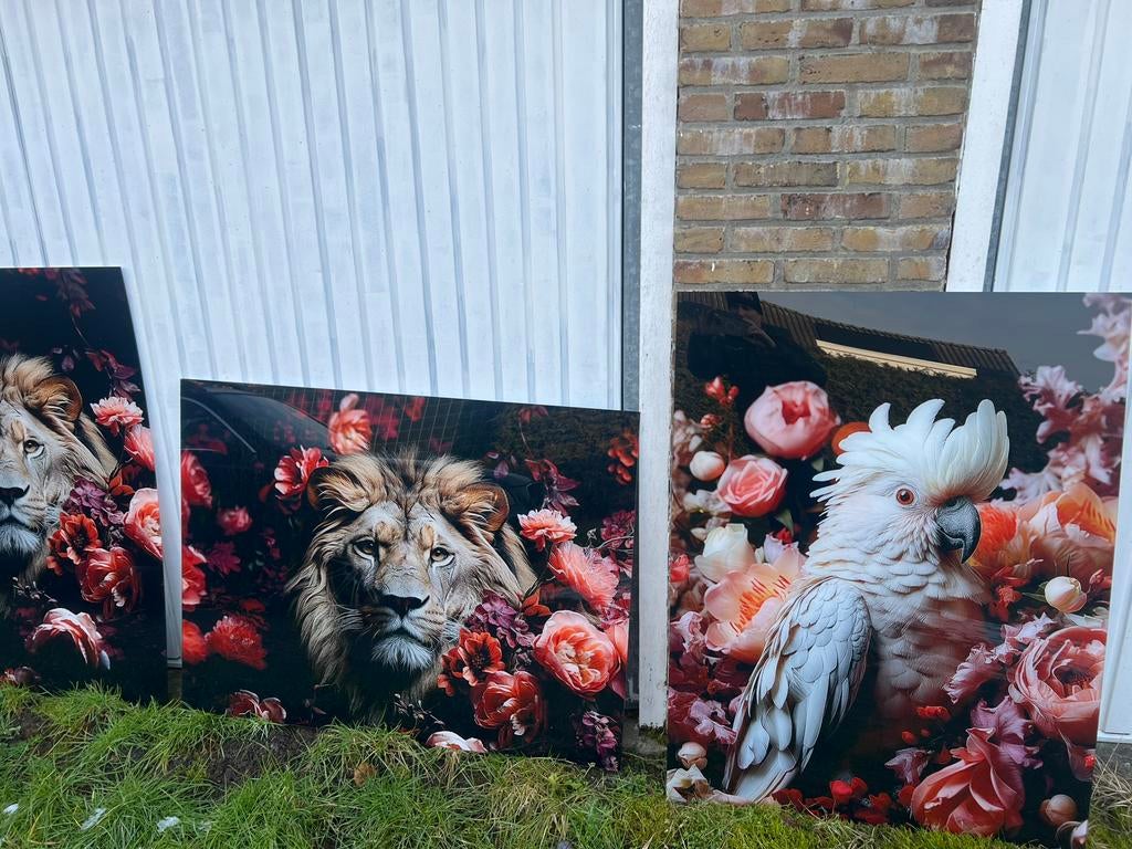 Glasschilderijen/ acrylglas vanaf morgen €65,-, Ophalen, Zo goed als nieuw, 50 tot 75 cm, Schilderij