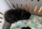 Cavia Lunkarya, Cavia, Mannelijk, Tam, September