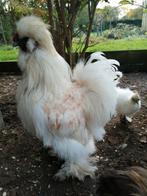 Usa haan zijdehoen, Dieren en Toebehoren, Pluimvee, Mannelijk, Kip