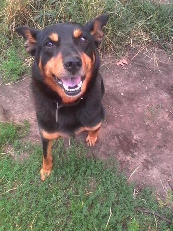 GEZOCHT. Australische working kelpie beschikbaar voor biedingen