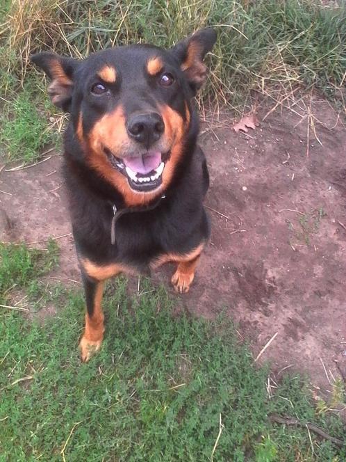 GEZOCHT. Australische working kelpie, Dieren en Toebehoren, Honden | Herdershonden en Veedrijvers, Overige rassen, Particulier
