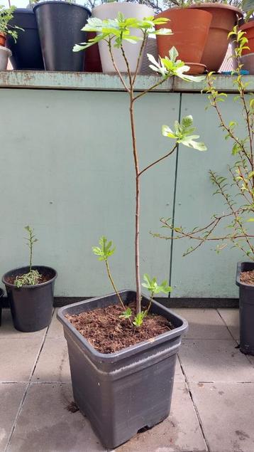 Prachtige vijgenboom c.a. 130 cm hoog beschikbaar voor biedingen