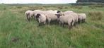 Mooie Suffolk ram lammeren van 2025., Dieren en Toebehoren, Schapen, Geiten en Varkens, Mannelijk, Schaap