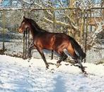 Dressuur paard V dreamboy!!!, Dieren en Toebehoren, Paarden, Met stamboom, Dressuurpaard, 0 tot 2 jaar, Hengst