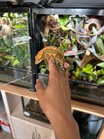 Created gecko (incl. 60x60x45cm bioactive HabiStat terrarium, Hagedis, Met terrarium, 3 tot 6 jaar